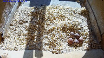 20250525 1112048-snapshot 10 May 2025 08:51 the five eggs