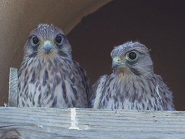 July 2025 The juveniles fledged and had all left by 9 July