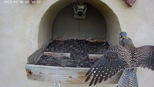 30-1834 Brooding day 5 30 Apr - 18:34 video - the female is in the nest. The male arrives with a vole. The female flies out of the nest and then returns and takes the...