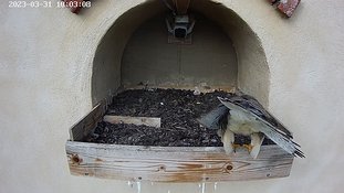 129 31 Mar - video 10:03 the male and female arrive together