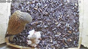 31-1504 Chicks day 5 31 May - 15:04 video -