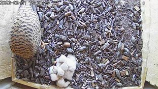 31-1508 Chicks day 5 31 May - 15:08 video -
