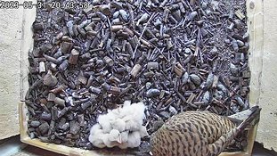 31-2044 Chicks day 5 31 May - 20:43 video -