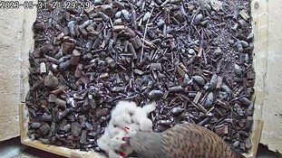 31-2130 Chicks day 5 31 May - 21:29 video -