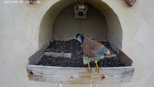 28-1811 Brooding day 3 28 Apr - 18:11 video - the male flies to the nest, calls out, and leaves