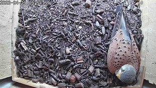 29-0954 Brooding day 4 29 Apr - 09:54 video - the male rearranges the eggs and sits on them