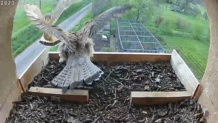 29-0709 Brooding day 4 29 Apr - 07:08 video - the female is in the nest. The male arrives with a mouse which the female takes and flies away