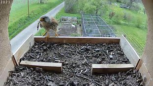 29-1012 Brooding day 4 29 Apr - 10:12 video - the male flies to the nest with a lizard which the female takes and flies away