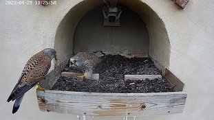 29-1125 Brooding day 4 29 Apr - 11:25 video - the female is in the nest. The male arrives with a lizard which the female takes and flies away