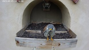 29-1317 Brooding day 4 29 Apr - 13:17 video - the male flies to the nest with a lizard. The female isn't there and the male flies away