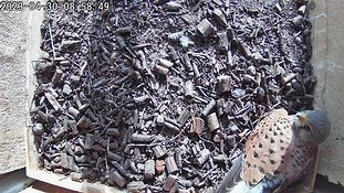 30-0858 Brooding day 5 30 Apr 08:58 video - the male sits on the eggs for a few minutes