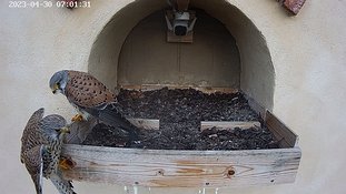 30-0701 Brooding day 5 30 Apr - 07:01 slow-motion video - the female misses the edge of the balcony when landing click on the video to play it