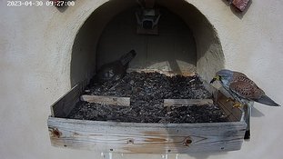 30-0926 Brooding day 5 30 Apr - 09:26 video - the female is in the nest when the male arrives with a beetle. She takes it and flies away