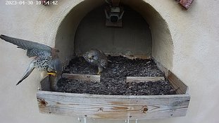 30-1054 Brooding day 5 30 Apr 10:54 video - the female is in the nest when the male arrives with a mouse. She takes it and flies away