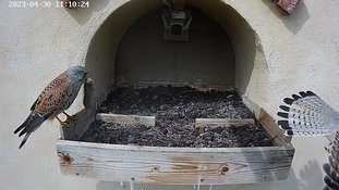 30-1110 Brooding day 5 30 Apr 11:10 video - the male arrives with a mouse.The female is in the nest but instead of taking the mouse she flies away. He eventually flies...