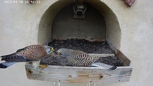 30-1641 Brooding day 5 30 Apr - 16:41 video - the male brings a beetle. The female takes it and flies away