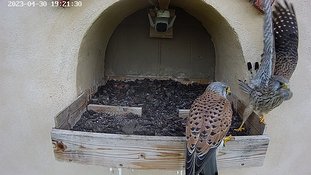 30-1921 Brooding day 5 30 Apr - 19:21 video - the female is in the nest but flies away. The male arrives with a vole. The female flies back and takes the vole