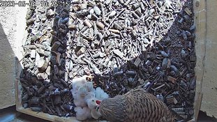 31-1026 Chicks day 5 31 May - 10:25