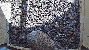 31-1038 Chicks day 5 31 May - 10:38