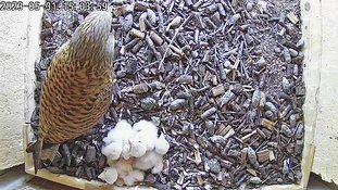 31-1503 Chicks day 5 31 May - 15:03 video -