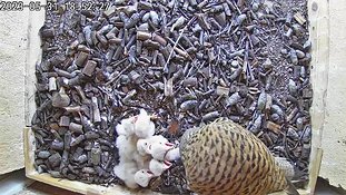 31-1852 Chicks day 5 31 May - 18:52 video -