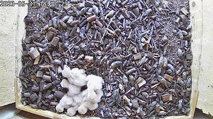 31-1817 Chicks day 5 31 May - 18:17 video -