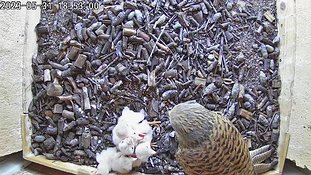 31-1853 Chicks day 5 31 May - 18:53 video -