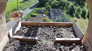 31-1024 Chicks day 5 31 May - 10:24
