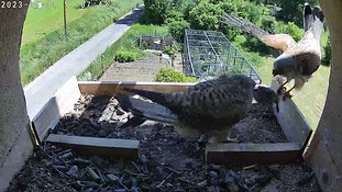 31-1307 Chicks day 5 31 May - 13:07