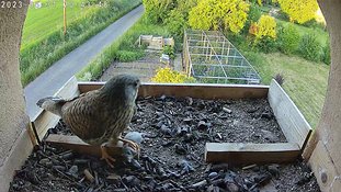 31-2043 Chicks day 5 31 May - 20:43