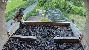 31-2124 Chicks day 5 31 May - 21:24 - the male arrives with a mouse
