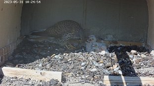 31-1025 Chicks day 5 31 May - 10:24