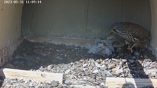 31-1109 Chicks day 5 31 May - 11:09