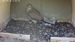31-1308 Chicks day 5 31 May - 13:07 video -