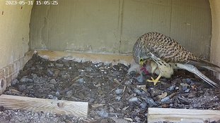 31-1505 Chicks day 5 31 May - 15:05 video -
