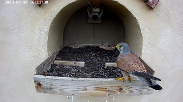 April 2023 Click on the image to show the image or video full size. Then, if necessary, click again to play the video