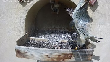 August 2023 Click on the image to show the image or video full size. Then, if necessary, click again to play the video