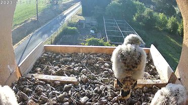 June 2023 Click on the image to show the image or video full size. Then, if necessary, click again to play the video