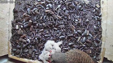 May 2023 Click on the image to show the image or video full size. Then, if necessary, click again to play the video